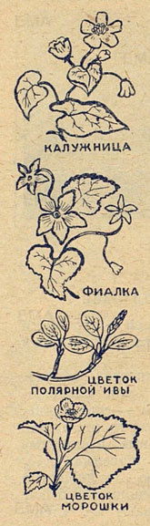 калужица, фиалка, цветок полярной ивы, цветок морошки