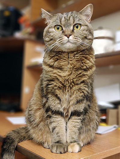 Саами и кошки