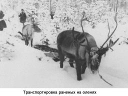 Оленетранспортные батальоны