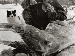 Оленетранспортные батальоны