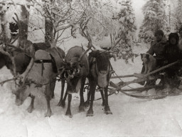 Оленетранспортные батальоны