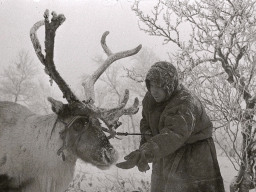 Оленетранспортные батальоны