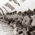 1945 год. 11-й традиционный Праздник Севера в городе Мурманске. Колонна гонщиков на оленях